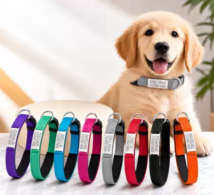 Custom Neoprene Dog Collar