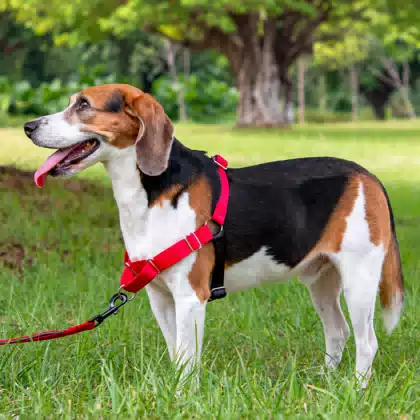 Easywalk Nylon No-Pull Dog Harness