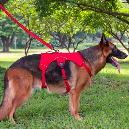 Outdoor No-Pull Dog Harness and Leash