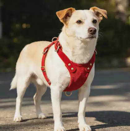 Luxury PU Vest for Small Dogs with Y-Shape Design Adjustable Neck and Chest Straps Reflective Buckles Dog Walking