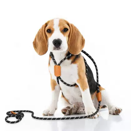 Reflective Nylon Rope Slip Lead