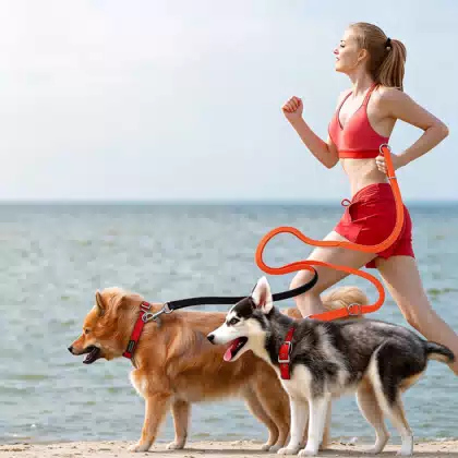 Long Dog Walking Leash in 2 m and 3 m Lengths